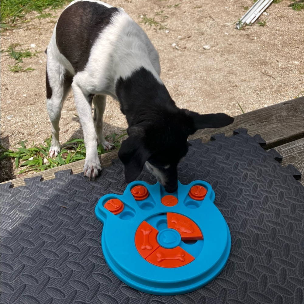 Dog Puzzle Paw Print Pet Toy, Hide & Seek the Treats Game, Puppy Cat Guinea Pig - Picture 5 of 16
